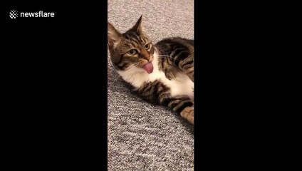 Cat makes hilarious face after 'forgetting to put her tongue away'