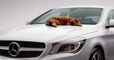 Mercedes : des pubs drôles et créatives avec des animaux