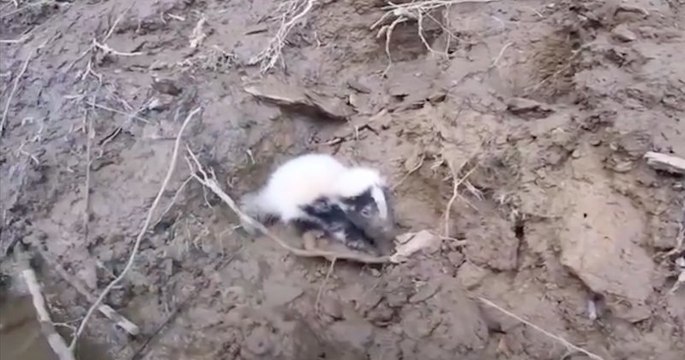 Il sauve deux bébés mouffettes sauvés d’une mort certaine