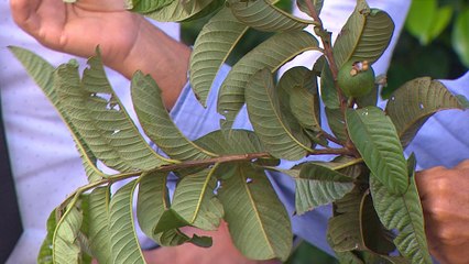 bd-plantas-que-ayudan-a-perder-peso-221019