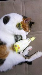 Cute Birds Cuddled by Cat