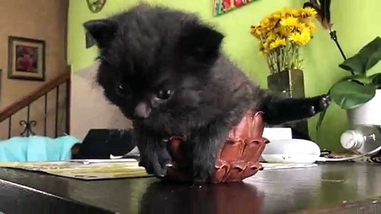 Cute Kitten Cries for Attention