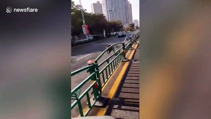 Wild boar spotted running wrong direction down Chinese road