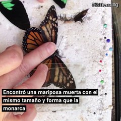 El increíble momento en el que una mariposa recibe un trasplante de ala
