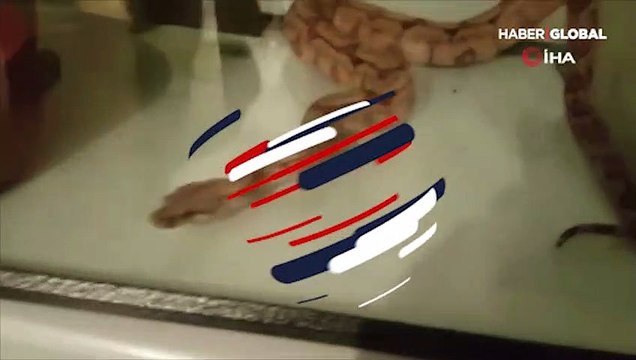 İstanbul'da kaçak timsah ve yılan operasyonu