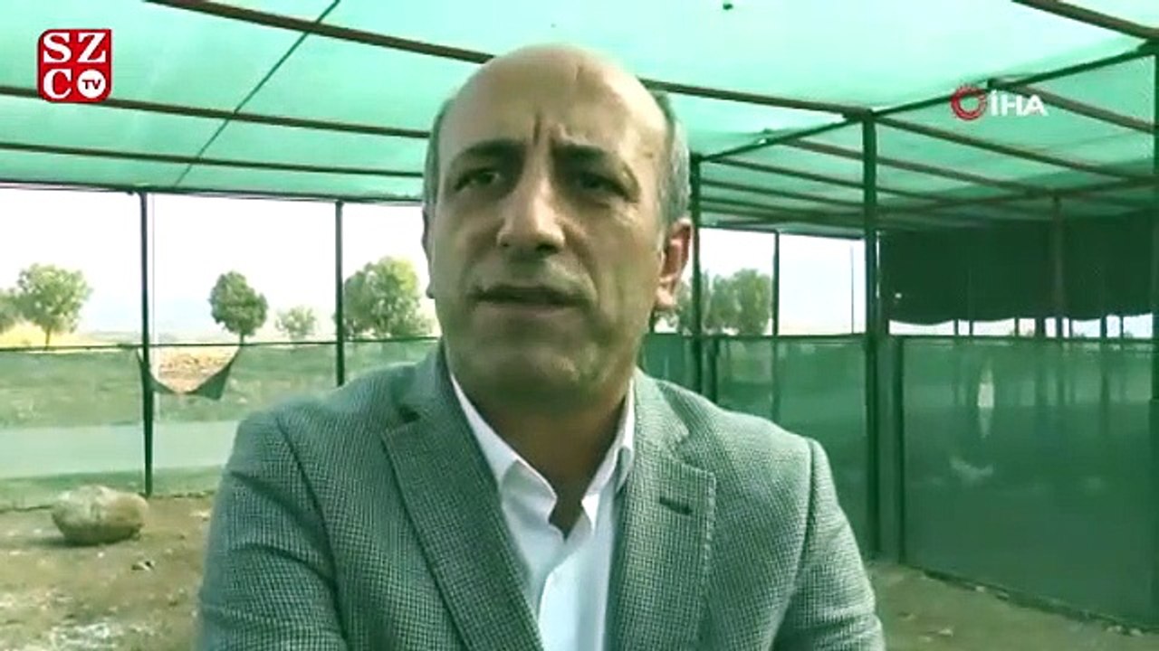 Şırnak’ta nesli tükenme tehlikesi altında olan 2 örümcek maymun ele geçirildi