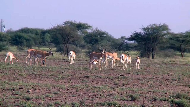 بعد قتلها والده.. إثيوبي يتعايش مع الحيوانات البرية ويلتقط صورا جريئة