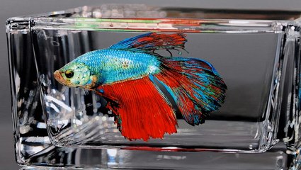 Hyperrealistic animal oil paintings glazed in resin