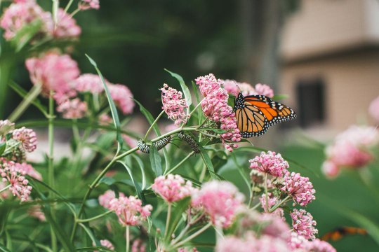 Extra-Large Migration of Monarch Butterflies Fluttering Through Texas