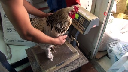 Cin Biber Müdavimi Horozun 'Paşa' Hayatı