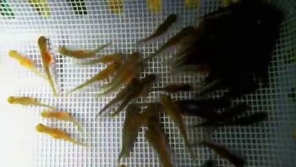 EPCAMR's Trout Fry are swimming up 10/22/19