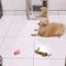 Mini Pomeranian Dog Spins In Front of His Favourite Mirror