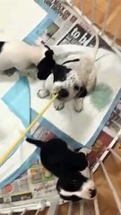 Ce chiot s'accroche à la lanière du sweat shirt !