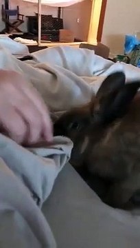 Ton lapin vient te réveiller en tirant la couette !