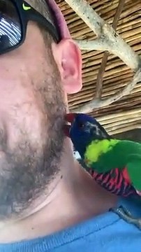 Ce perroquet picore la barbe et moustache de ce touriste !