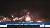 Lima Hektar Hutan Pinus di Sulbar Terbakar