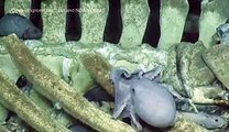 Deep-sea explorers discovered creatures at the bottom of the ocean feasting on decaying whales