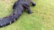 Face à face impressionnant entre 2 alligators sur un terrain de golf