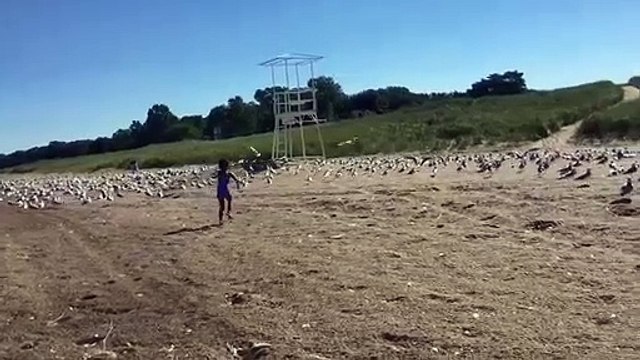 Elle n'aurait pas dû embeter les mouettes sur la plage...