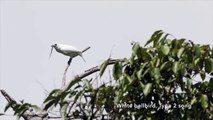 Le chant de cet oiseau est incroyable : Laraponga blanc