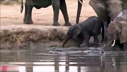 Une maman éléphant sauve son petit de 2 rhinocéros
