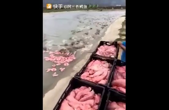 Quand des centaines de crocodiles rappliquent pour le repas