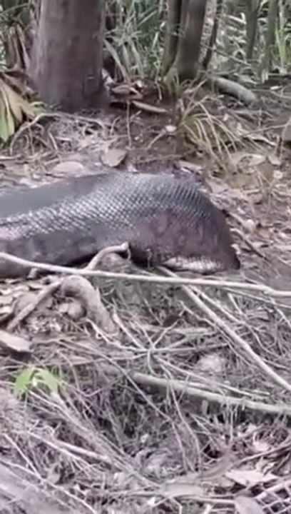 Un énorme anaconda surgit des bois