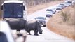 Ces 2 rhinocéros sont bien décidés à ne pas bouger de la route
