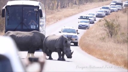 Ces 2 rhinocéros sont bien décidés à ne pas bouger de la route