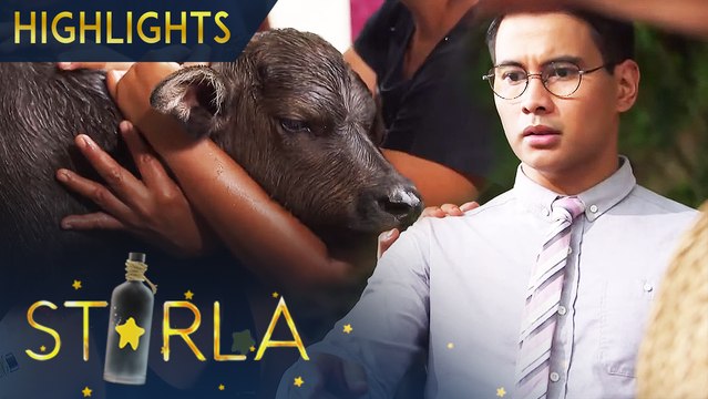 Dexter is shocked by how the cow was saved | Starla