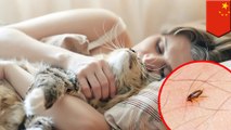 Kutu masuk ke telinga karena sering tidur bersama kucing - TomoNews