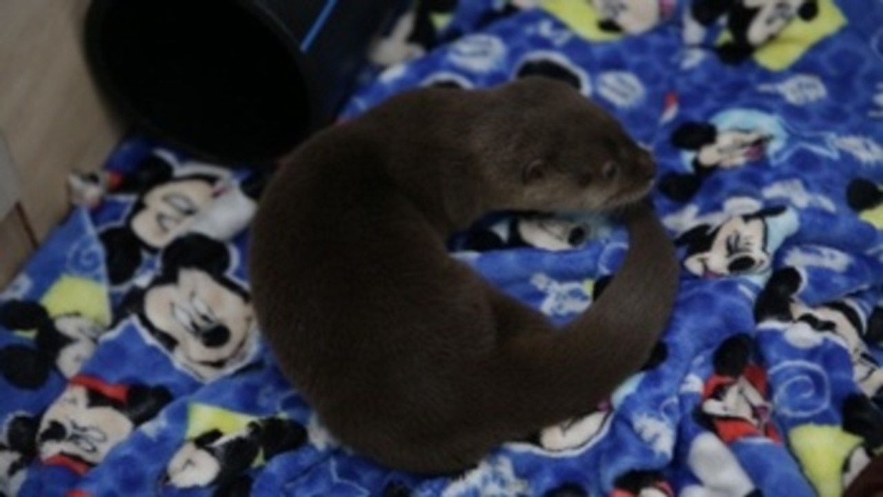 Zoológico de Cali rehabilita cría de nutria que no podrá volver a la vida silvestre