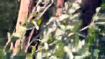 Au Portugal, l'industrie du papier s'offre ses pompiers privés