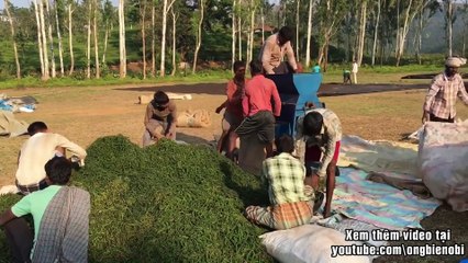 The way Indians grow and harvest pepper surprises everyone