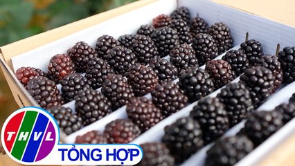 Trồng thành công cây phúc bồn tử đen ở Đà Lạt