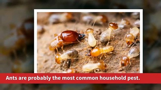 Professionals For Ant Control And Removal Service