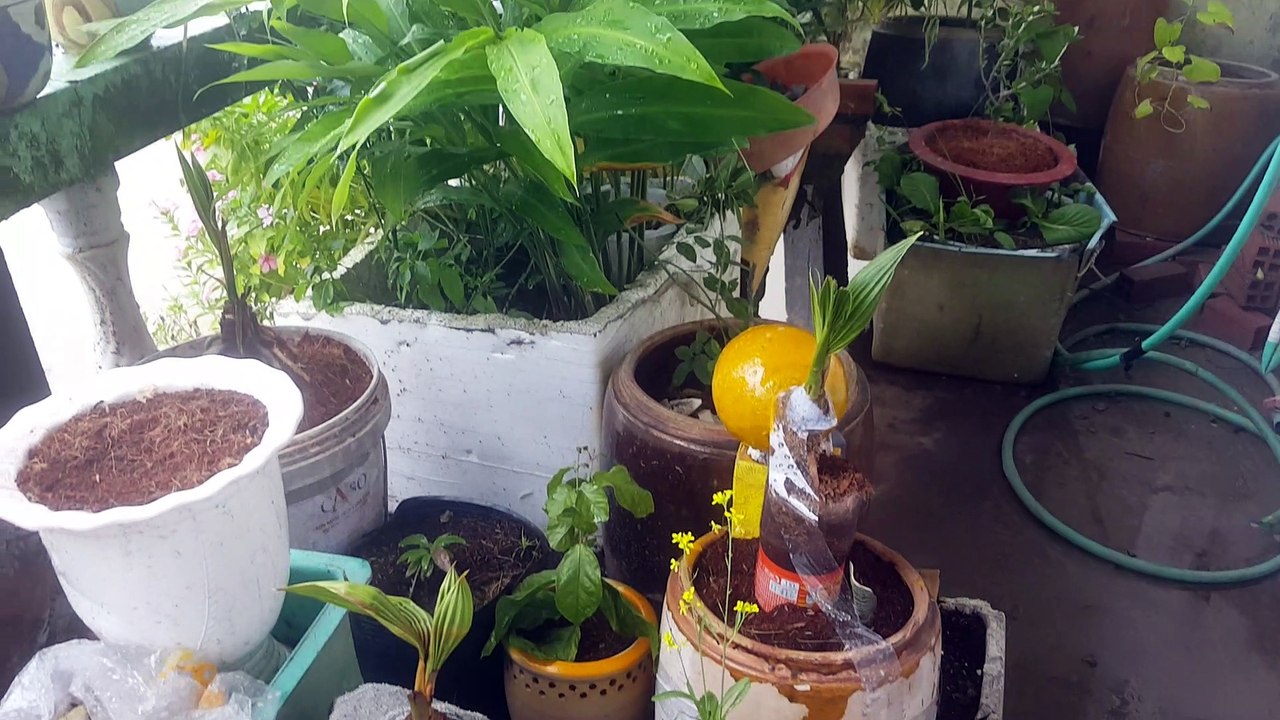 Bonsai Dừa các kiểu