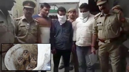 दिवाली पर मां लक्ष्मी को खुश करने के लिए उल्लुओं की बलि चढ़ाते है लोग