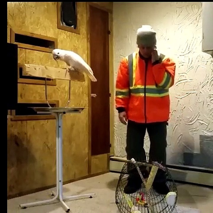 Funny video - Perot funny talking