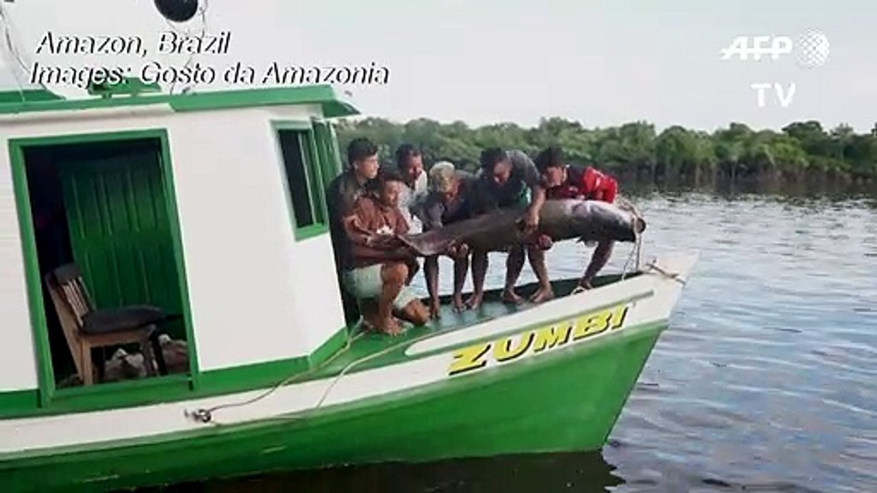 The revival of the Pirarucu, one of world's largest freshwater fish