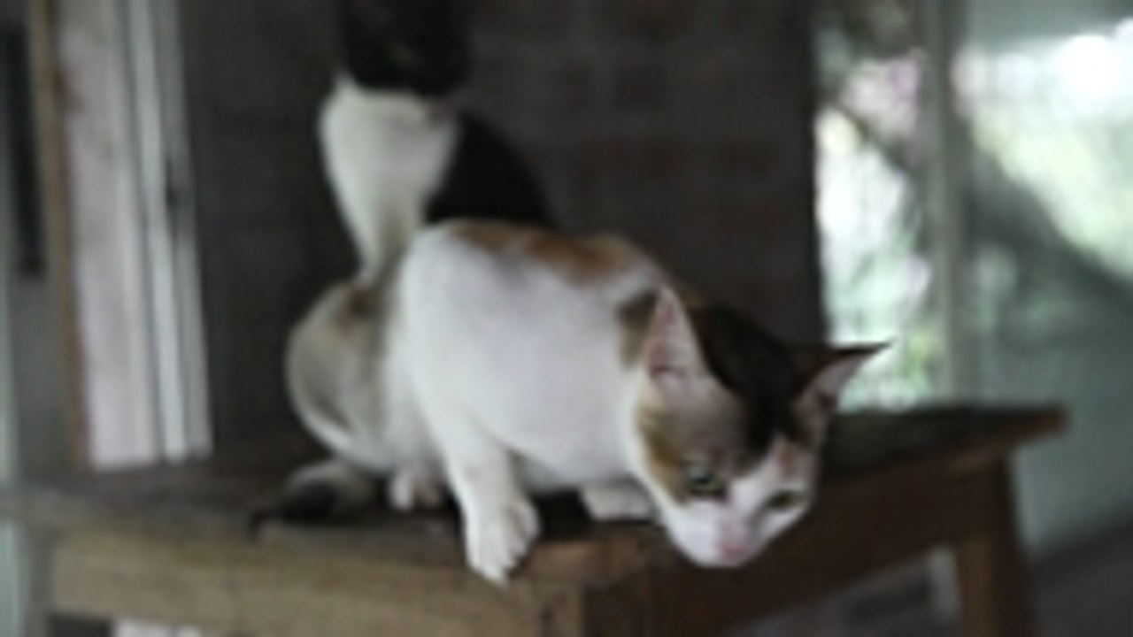 Catastrophic Creations: 'Möbel', die speziell für Katzen entwickelt wurden.