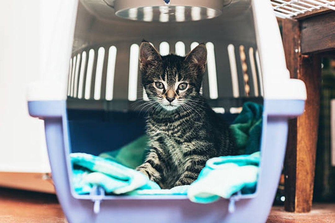 Zu vermeidende Verhaltensweisen gegenüber deiner Katze