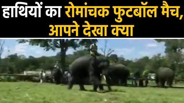 Elephants का ये रोमांचक football Match आपने देखा क्या ?