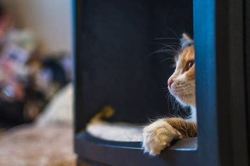 Meine Katze weckt mich nachts auf