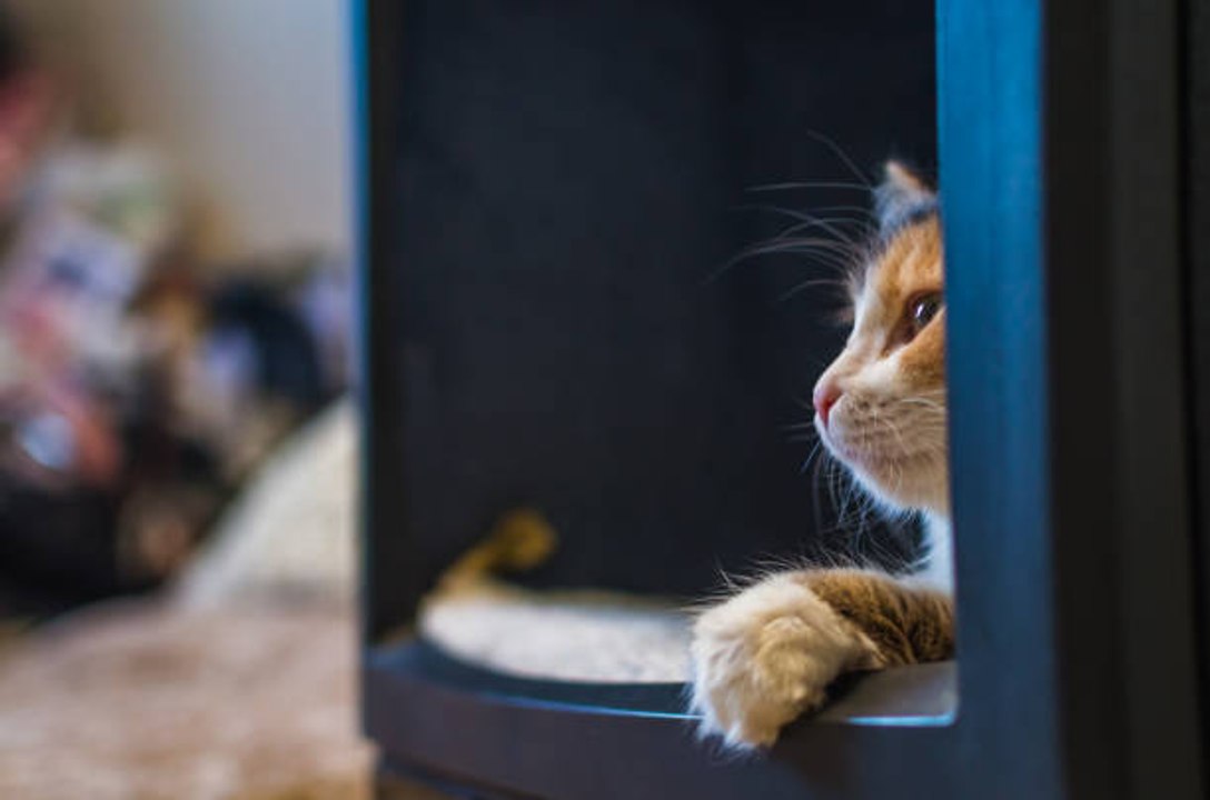 Meine Katze weckt mich nachts auf