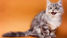Meine Katze miaut ununterbrochen