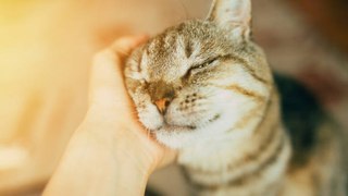 5 vorgefasste Ideen über die Dinge, die unsere Katzen glücklich machen