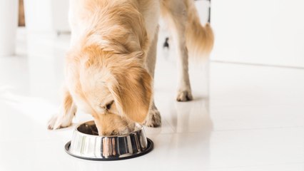 ¿Si un perro come sardinas tiene el pelo mejor?
