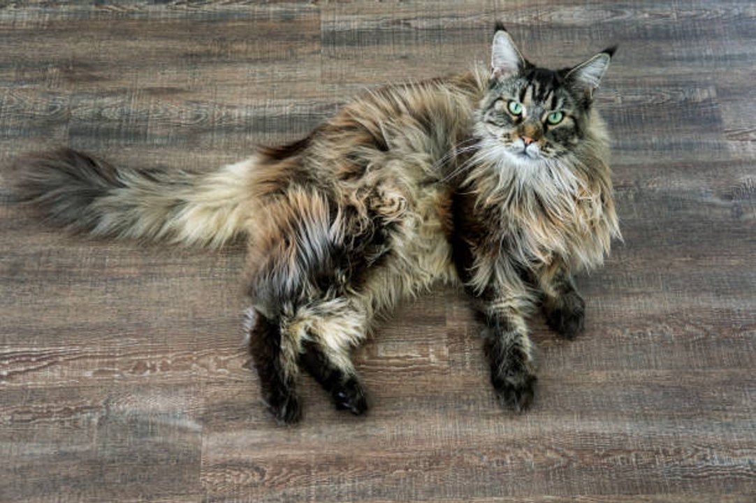 Die größten Katzenrassen