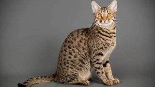 10 Katzenrassen wilden Ursprungs